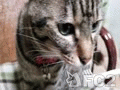 動画:猫の歯磨き