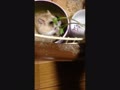ナナです。 ナナです。