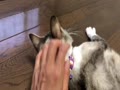 可愛すぎる、クリンちゃん❤️ 可愛すぎる、クリンちゃん❤️