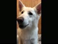サメジャーキーを食べるらーちゃん サメジャーキーを食べるらーちゃん