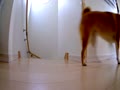 犬に反応する③ 犬に反応する③